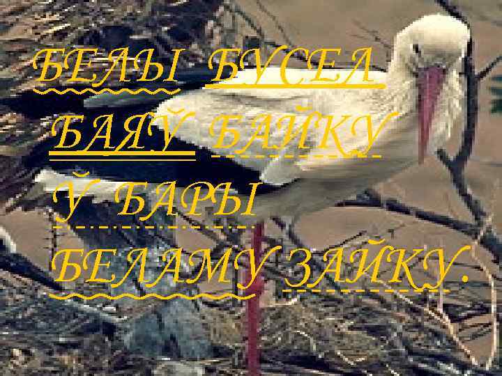 БЕЛЫ БУСЕЛ БАЯУ БАЙКУ У БАРЫ БЕЛАМУ ЗАЙКУ. 