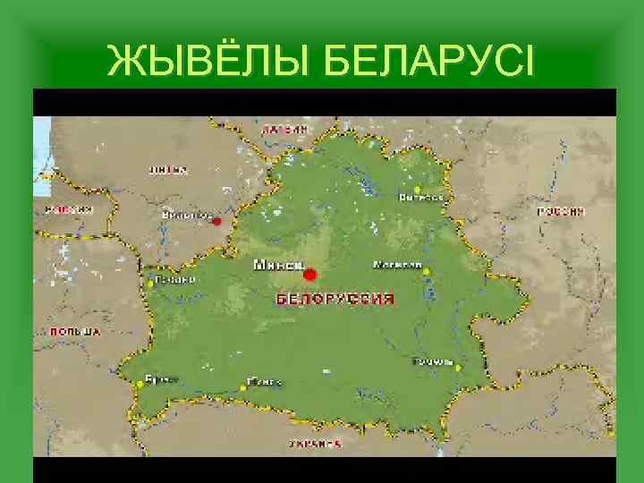 ЖЫВЁЛЫ БЕЛАРУСІ 