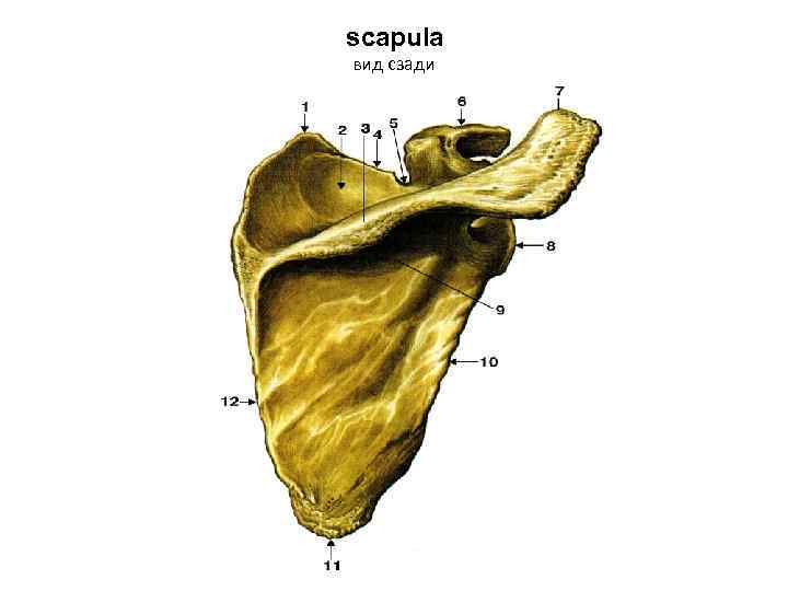 scapula вид сзади 