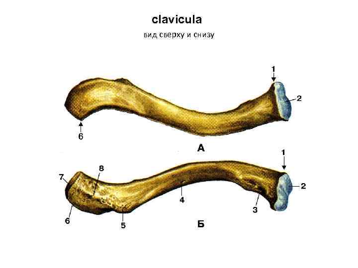 clavicula вид сверху и снизу 