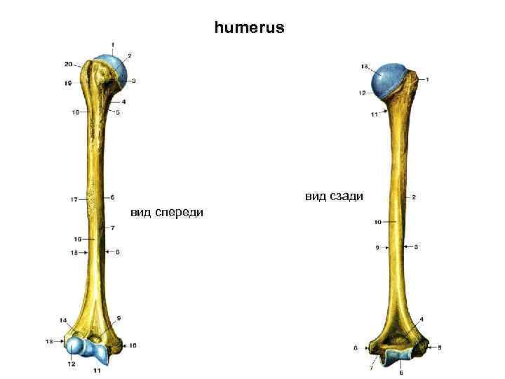 humerus вид сзади вид спереди 