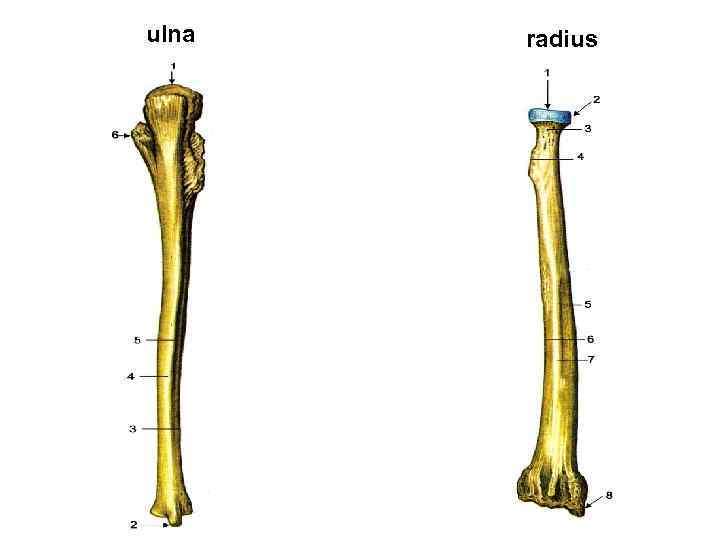 ulna radius 