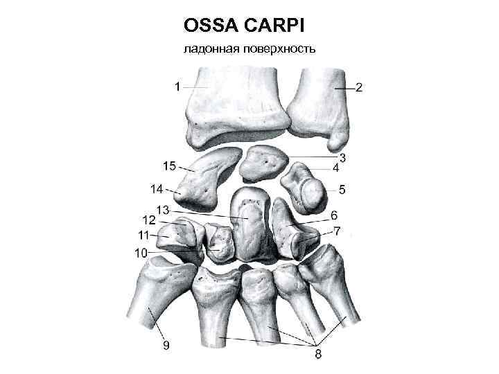 OSSA CARPI ладонная поверхность 