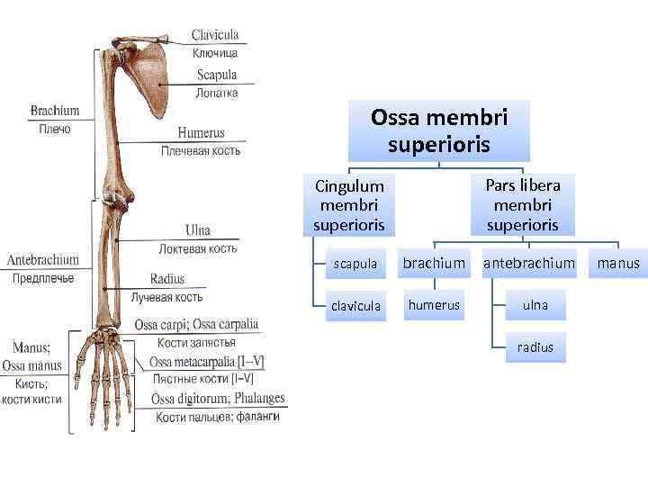 Ossa membri superioris Pars libera membri superioris Cingulum membri superioris scapula brachium clavicula humerus