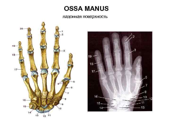 OSSA MANUS ладонная поверхность 