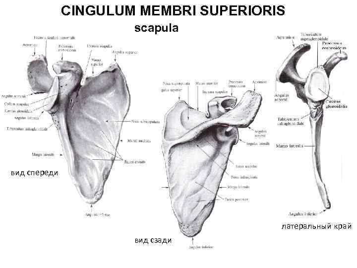 CINGULUM MEMBRI SUPERIORIS scapula вид спереди латеральный край вид сзади 