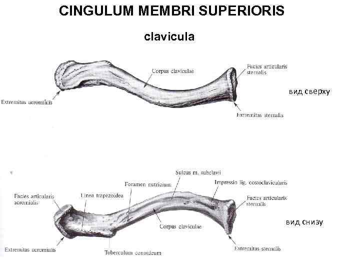 CINGULUM MEMBRI SUPERIORIS clavicula вид сверху вид снизу 