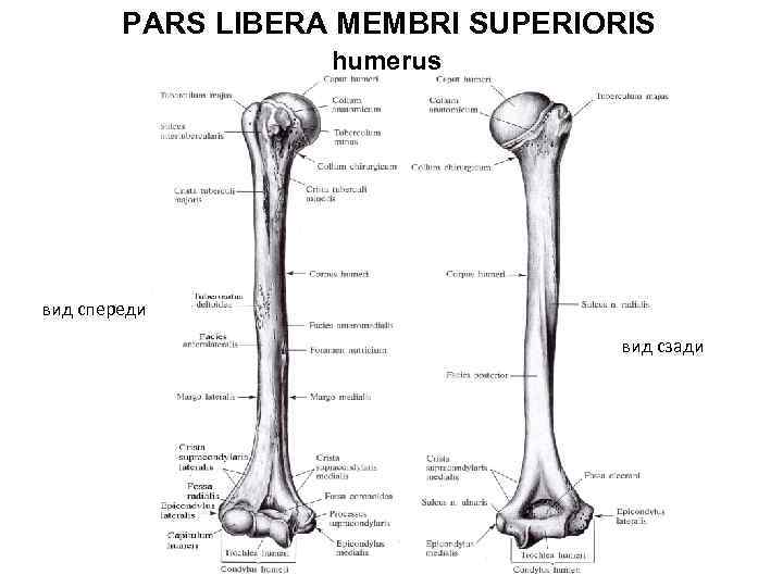 PARS LIBERA MEMBRI SUPERIORIS humerus вид спереди вид сзади 