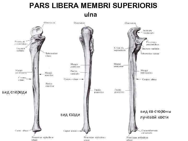 PARS LIBERA MEMBRI SUPERIORIS ulna вид спереди вид сзади вид со стороны лучевой кости