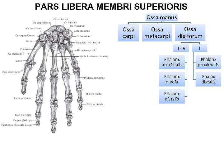 PARS LIBERA MEMBRI SUPERIORIS Ossa manus Ossa carpi Ossa metacarpi Ossa digitorum II -