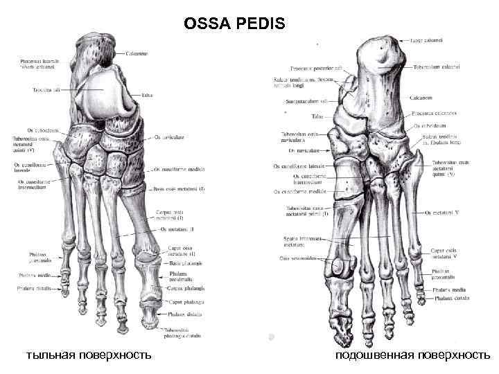 OSSA PEDIS тыльная поверхность подошвенная поверхность 