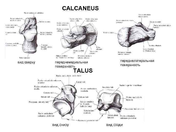 CALCANEUS вид сверху переднемедиальная поверхность переднелатеральная поверхность TALUS вид снизу вид сзади 