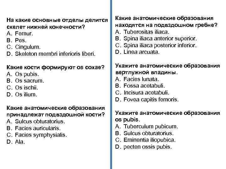 На какие основные отделы делится скелет нижней конечности? A. Femur. B. Pes. C. Cingulum.