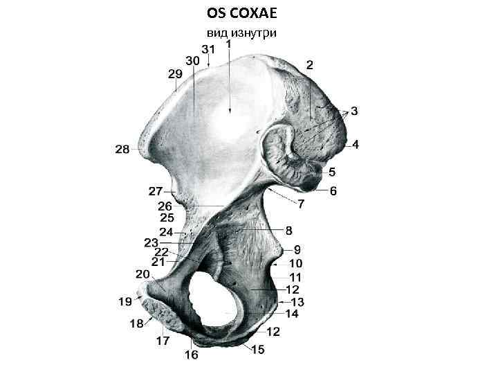 OS COXAE вид изнутри 