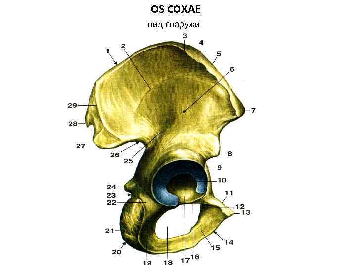 OS COXAE вид снаружи 