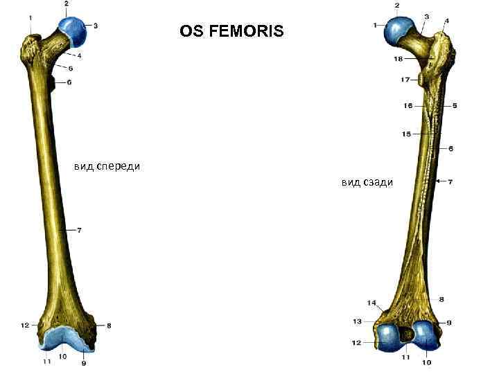 OS FEMORIS вид спереди вид сзади 