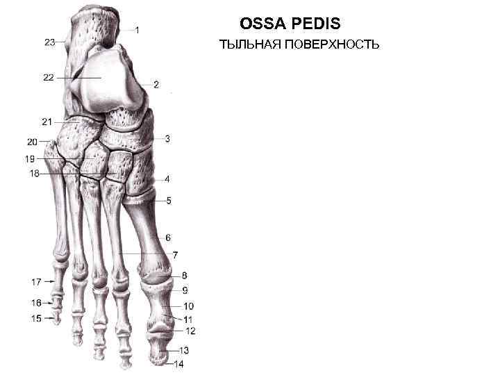 OSSA PEDIS ТЫЛЬНАЯ ПОВЕРХНОСТЬ 