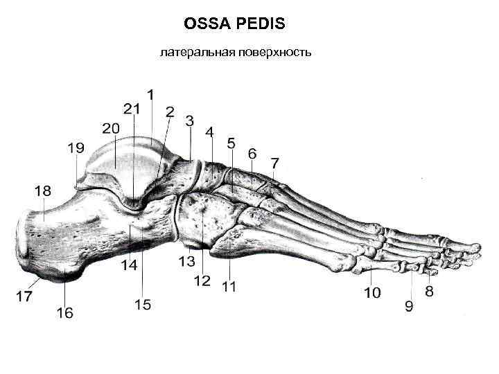 OSSA PEDIS латеральная поверхность 