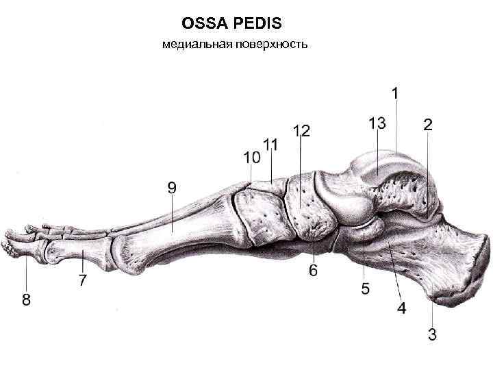 OSSA PEDIS медиальная поверхность 