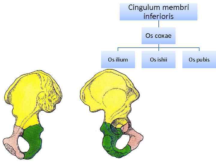 Cingulum membri inferioris Os coxae Os ilium Os ishii Os pubis 