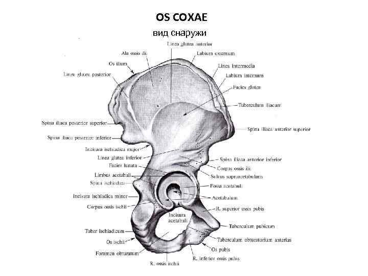 OS COXAE вид снаружи 