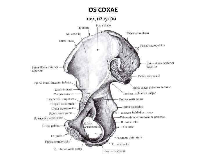 OS COXAE вид изнутри 