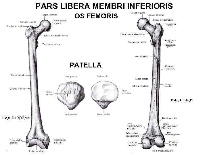 PARS LIBERA MEMBRI INFERIORIS OS FEMORIS PATELLA вид сзади вид спереди 