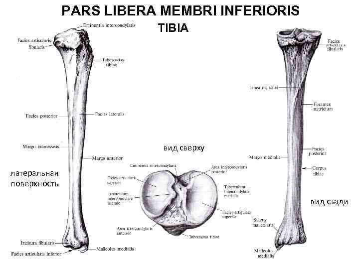 PARS LIBERA MEMBRI INFERIORIS TIBIA вид сверху латеральная поверхность вид сзади 