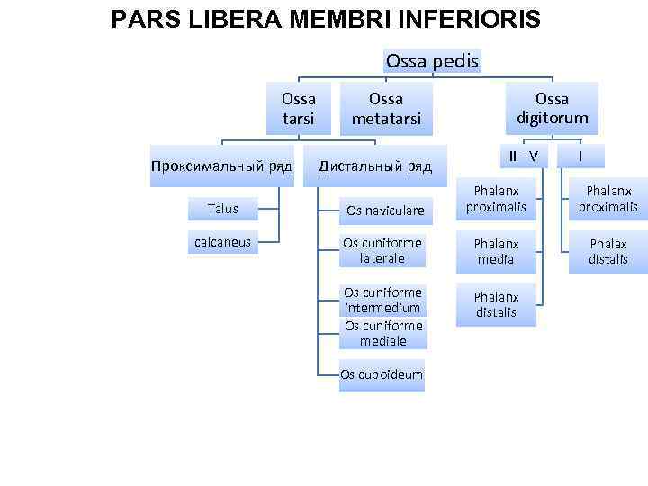 PARS LIBERA MEMBRI INFERIORIS Ossa pedis Ossa tarsi Проксимальный ряд Ossa metatarsi Дистальный ряд