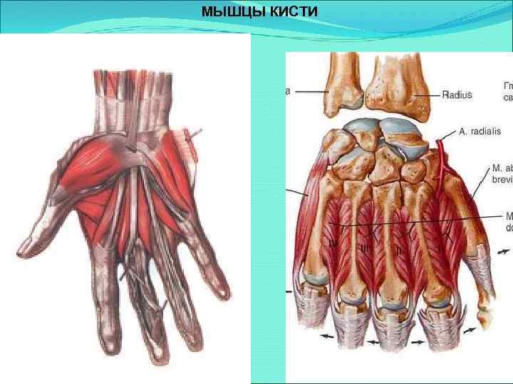 МЫШЦЫ КИСТИ 