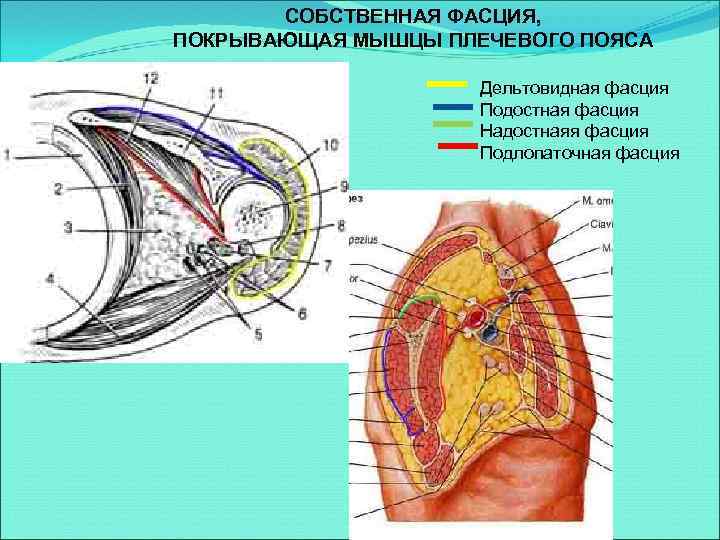 СОБСТВЕННАЯ ФАСЦИЯ, ПОКРЫВАЮЩАЯ МЫШЦЫ ПЛЕЧЕВОГО ПОЯСА Дельтовидная фасция Подостная фасция Надостнаяя фасция Подлопаточная фасция