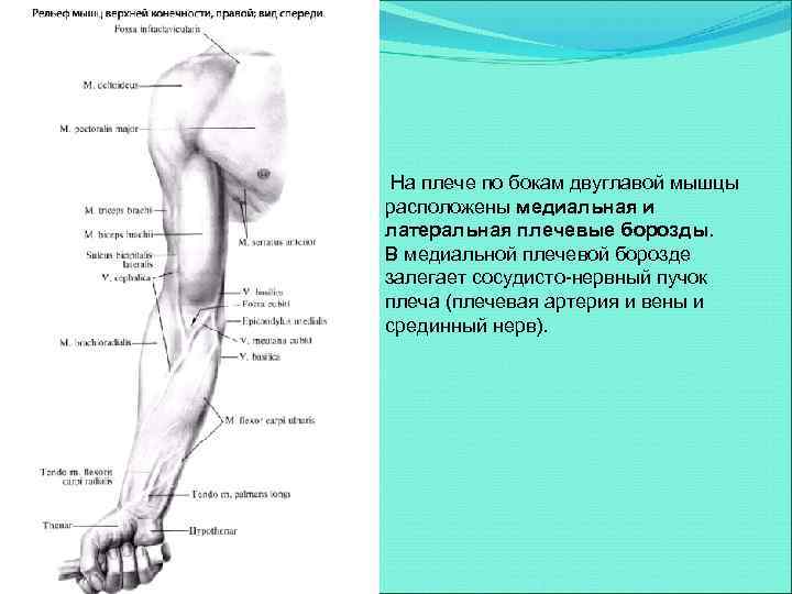  На плече по бокам двуглавой мышцы расположены медиальная и латеральная плечевые борозды. В