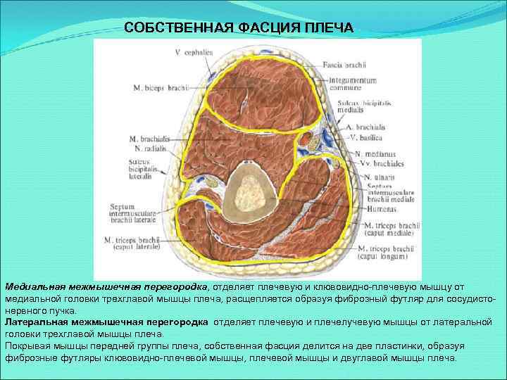 СОБСТВЕННАЯ ФАСЦИЯ ПЛЕЧА Медиальная межмышечная перегородка, отделяет плечевую и клювовидно-плечевую мышцу от медиальной головки