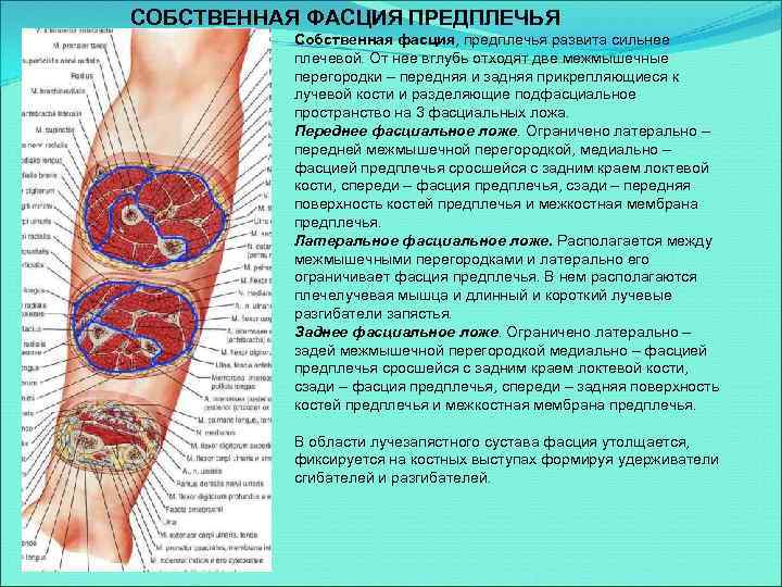 СОБСТВЕННАЯ ФАСЦИЯ ПРЕДПЛЕЧЬЯ Собственная фасция, предплечья развита сильнее плечевой. От нее вглубь отходят две