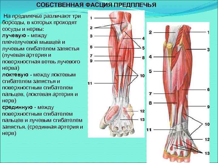 СОБСТВЕННАЯ ФАСЦИЯ ПРЕДПЛЕЧЬЯ На предплечье различают три борозды, в которых проходят сосуды и нервы: