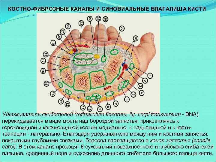 КОСТНО-ФИБРОЗНЫЕ КАНАЛЫ И СИНОВИАЛЬНЫЕ ВЛАГАЛИЩА КИСТИ Удерживатель сгибателей (retinaculum flexorum, lig. carpi transversum -