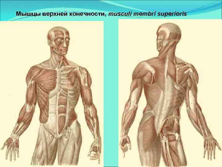 Мышцы верхней конечности, musculi membri superioris 