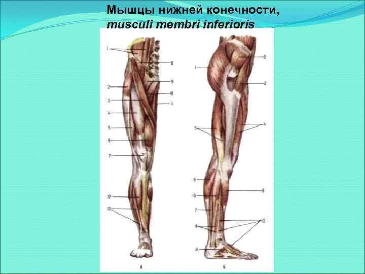 Мышцы нижней конечности, musculi membri inferioris 