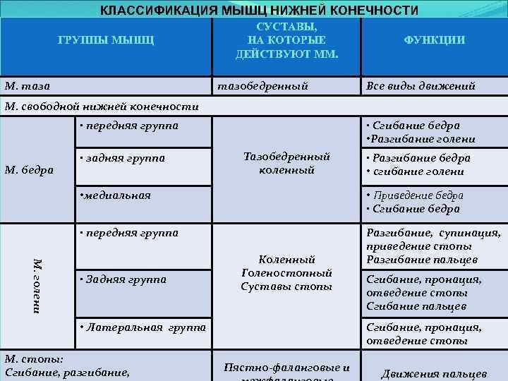 КЛАССИФИКАЦИЯ МЫШЦ НИЖНЕЙ КОНЕЧНОСТИ ГРУППЫ МЫШЦ М. таза СУСТАВЫ, НА КОТОРЫЕ ДЕЙСТВУЮТ ММ. тазобедренный