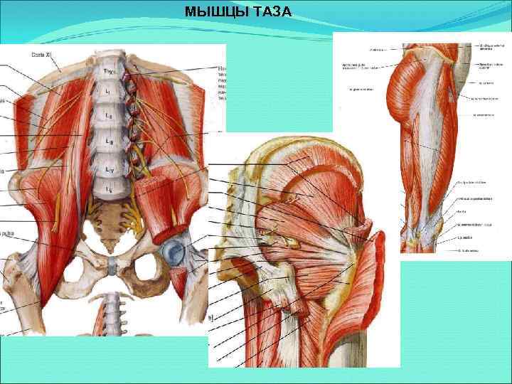 МЫШЦЫ ТАЗА 