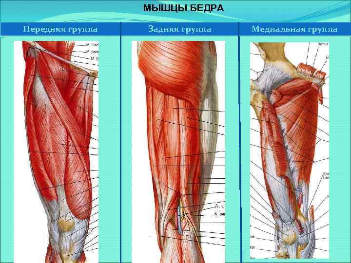 МЫШЦЫ БЕДРА Передняя группа Задняя группа Медиальная группа 