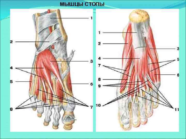 МЫШЦЫ СТОПЫ 