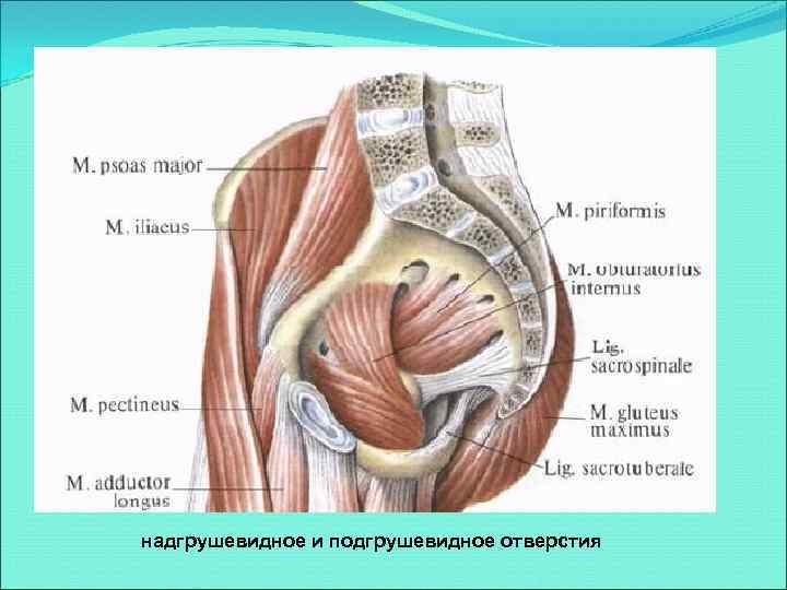 надгрушевидное и подгрушевидное отверстия 