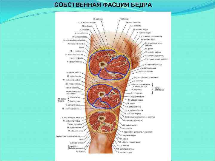 СОБСТВЕННАЯ ФАСЦИЯ БЕДРА 