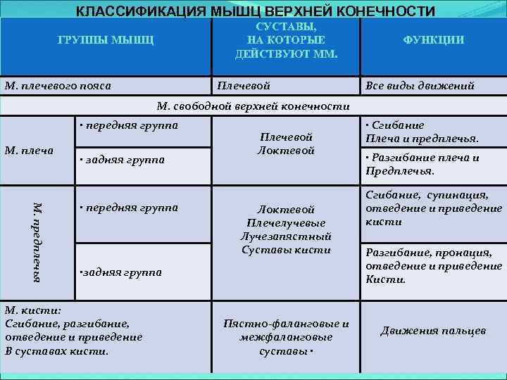 КЛАССИФИКАЦИЯ МЫШЦ ВЕРХНЕЙ КОНЕЧНОСТИ СУСТАВЫ, НА КОТОРЫЕ ДЕЙСТВУЮТ ММ. ГРУППЫ МЫШЦ М. плечевого пояса