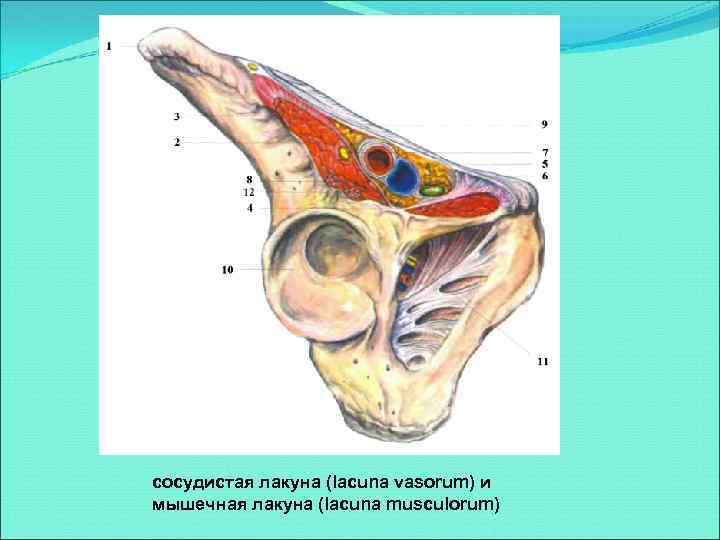 сосудистая лакуна (lacuna vasorum) и мышечная лакуна (lacuna musculorum) 