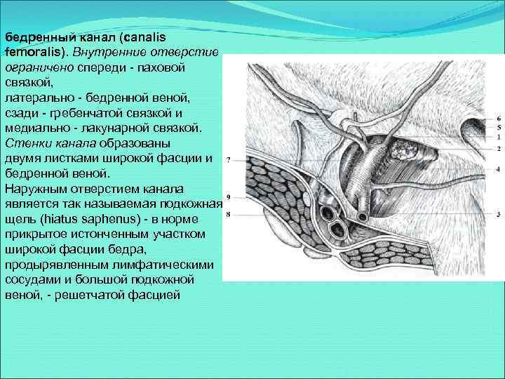 бедренный канал (canalis femoralis). Внутренние отверстие ограничено спереди - паховой связкой, латерально - бедренной