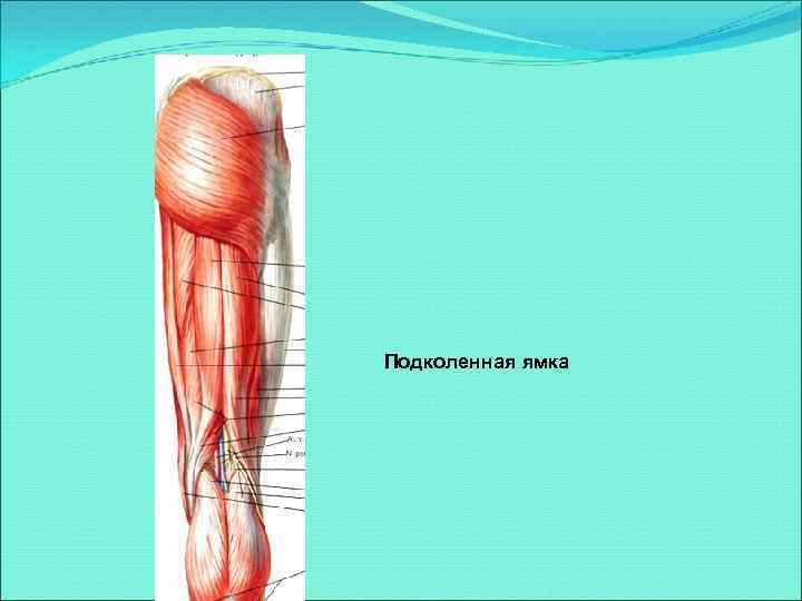 Рисунок подколенной ямки