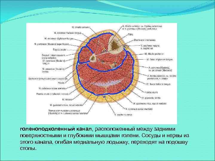 голеноподколенный канал, расположенный между задними поверхностными и глубокими мышцами голени. Сосуды и нервы из