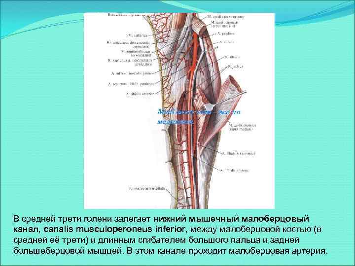 В средней трети голени залегает нижний мышечный малоберцовый канал, canalis musculoperoneus inferior, между малоберцовой